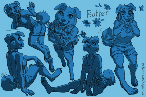 Sketch page featuring multiple sketches of Butter, an anthro dog, in multiple poses and angles. The sketches are loosely shaded and toned in blue.